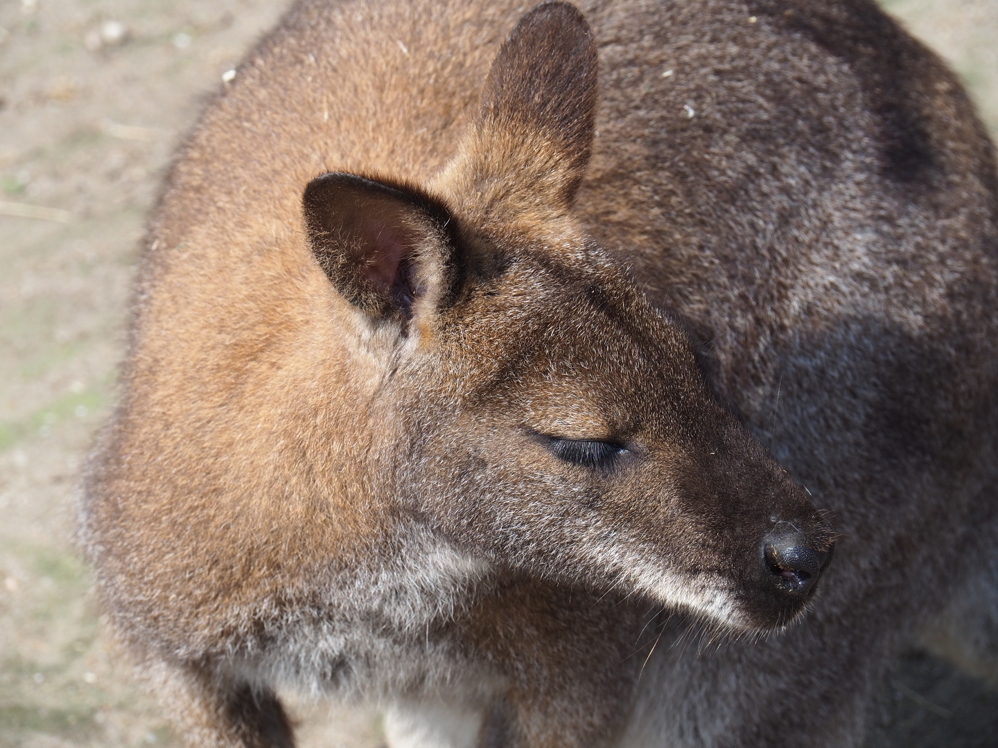 Red-necked wallaby (Macropus rufogriseus), 2019-04-06