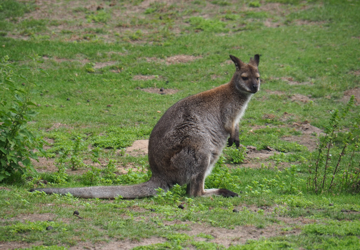 Red-necked wallaby (Macropus rufogriseus), 2019-08-11