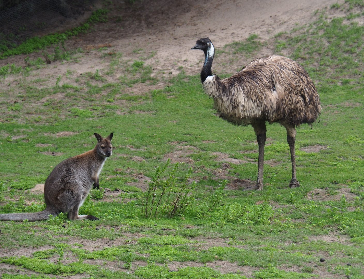 Red-necked wallaby (Macropus rufogriseus) and Emu (Dromaius novaehollandiae), 2019-08-11