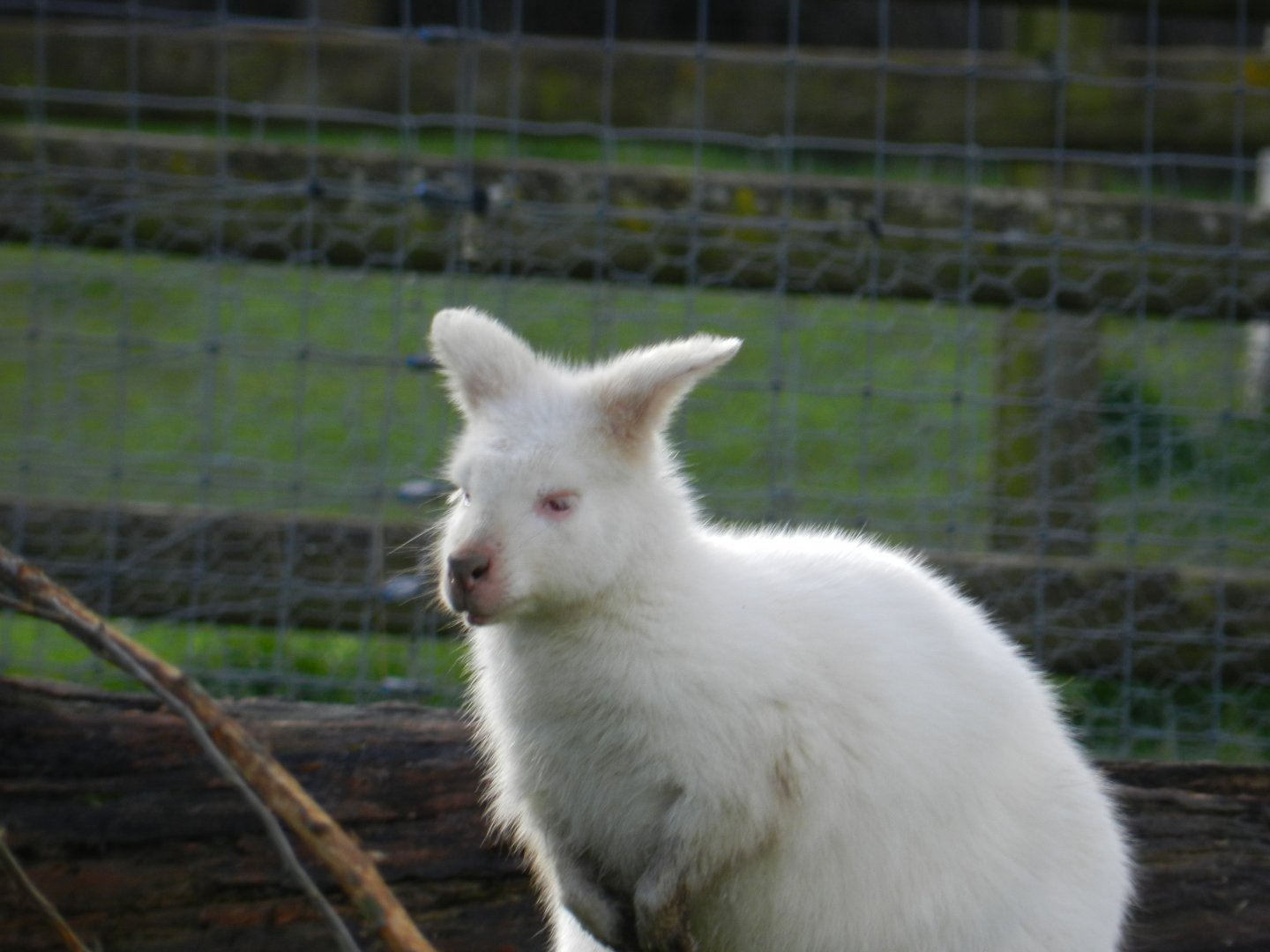 Red-Necked Wallaby (Macropus rufogriseus) at Hobbledown Adventure Farm Park and Zoo, England