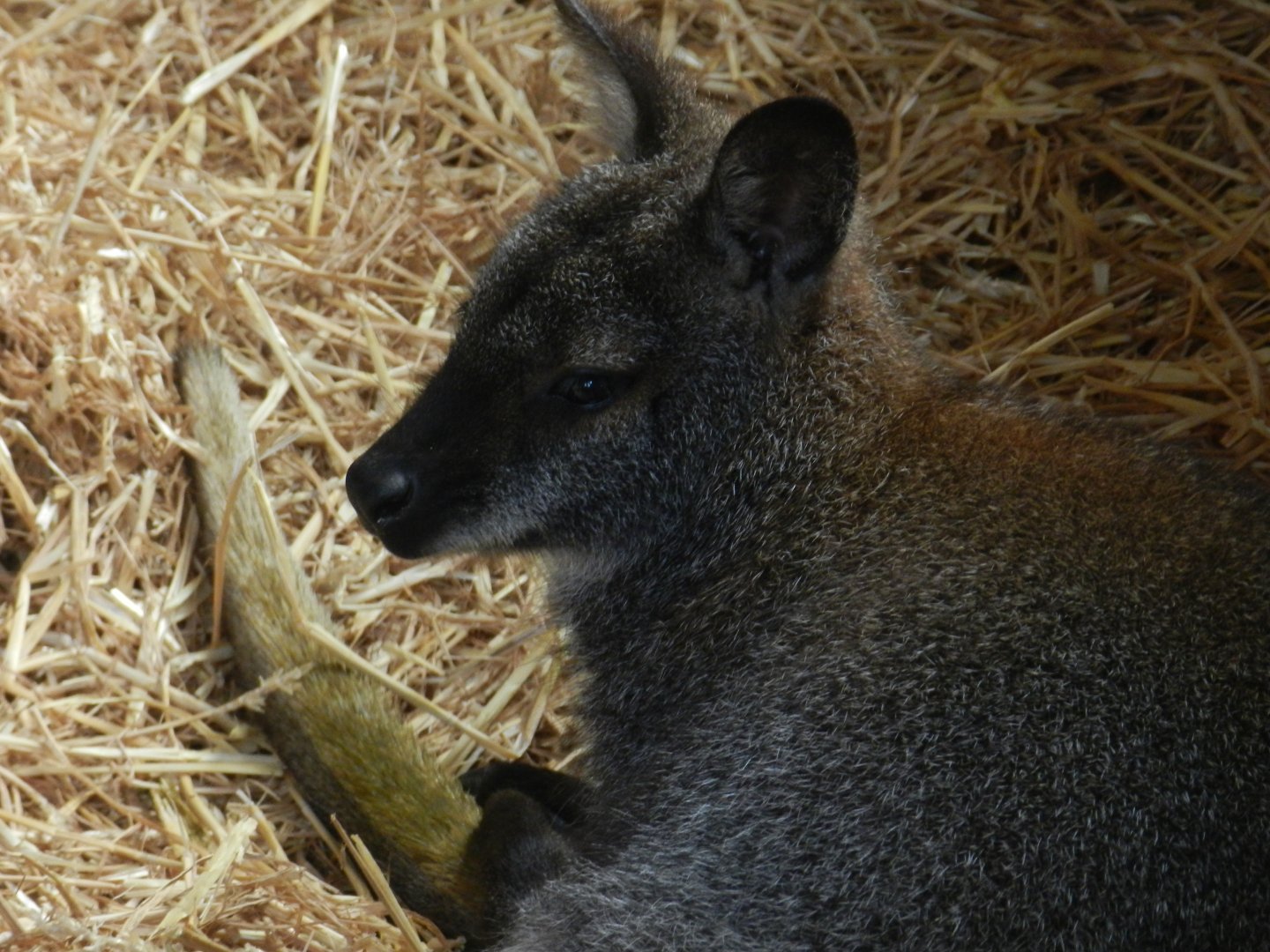 Red-Necked Wallaby (Macropus rufogriseus) at Noah's Ark Zoo Farm, England