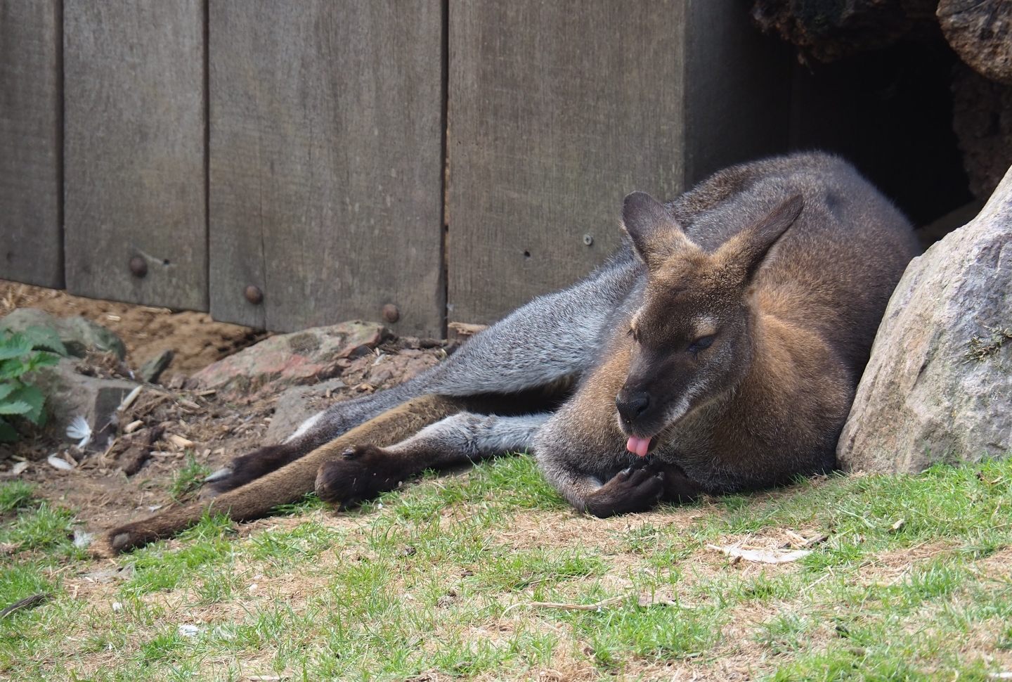 Red-necked wallaby (Macropus rufogriseus), Aug 28th, 2018