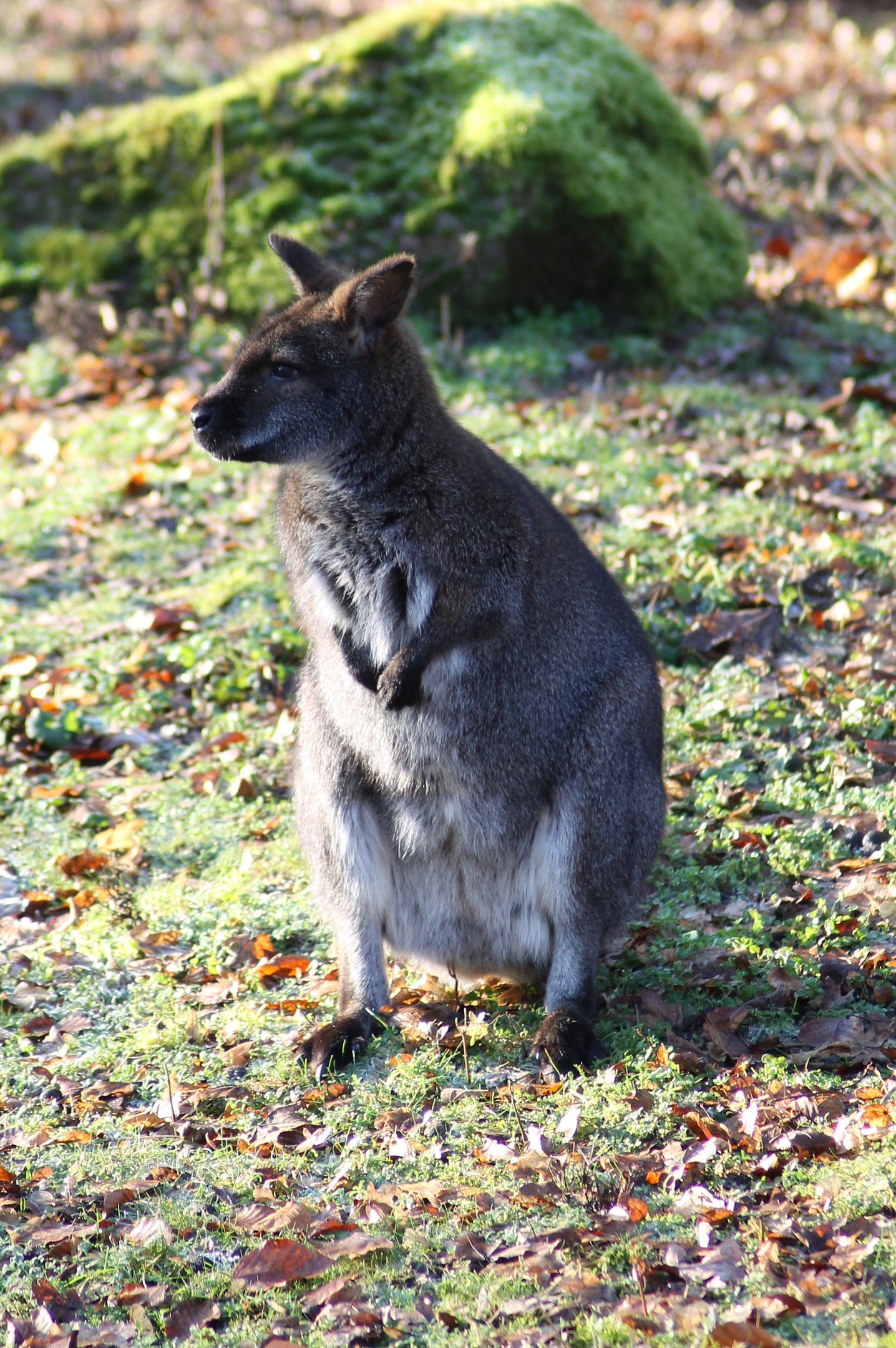 Red-necked wallaby (Macropus rufogriseus) - "Australian Outback"
