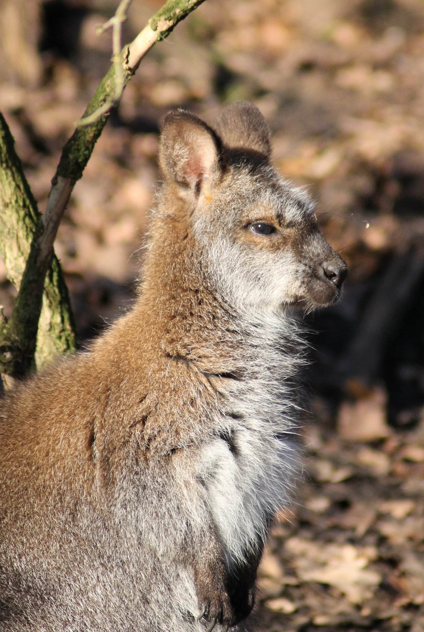 Red-necked wallaby (Macropus rufogriseus) - "Australian Outback"