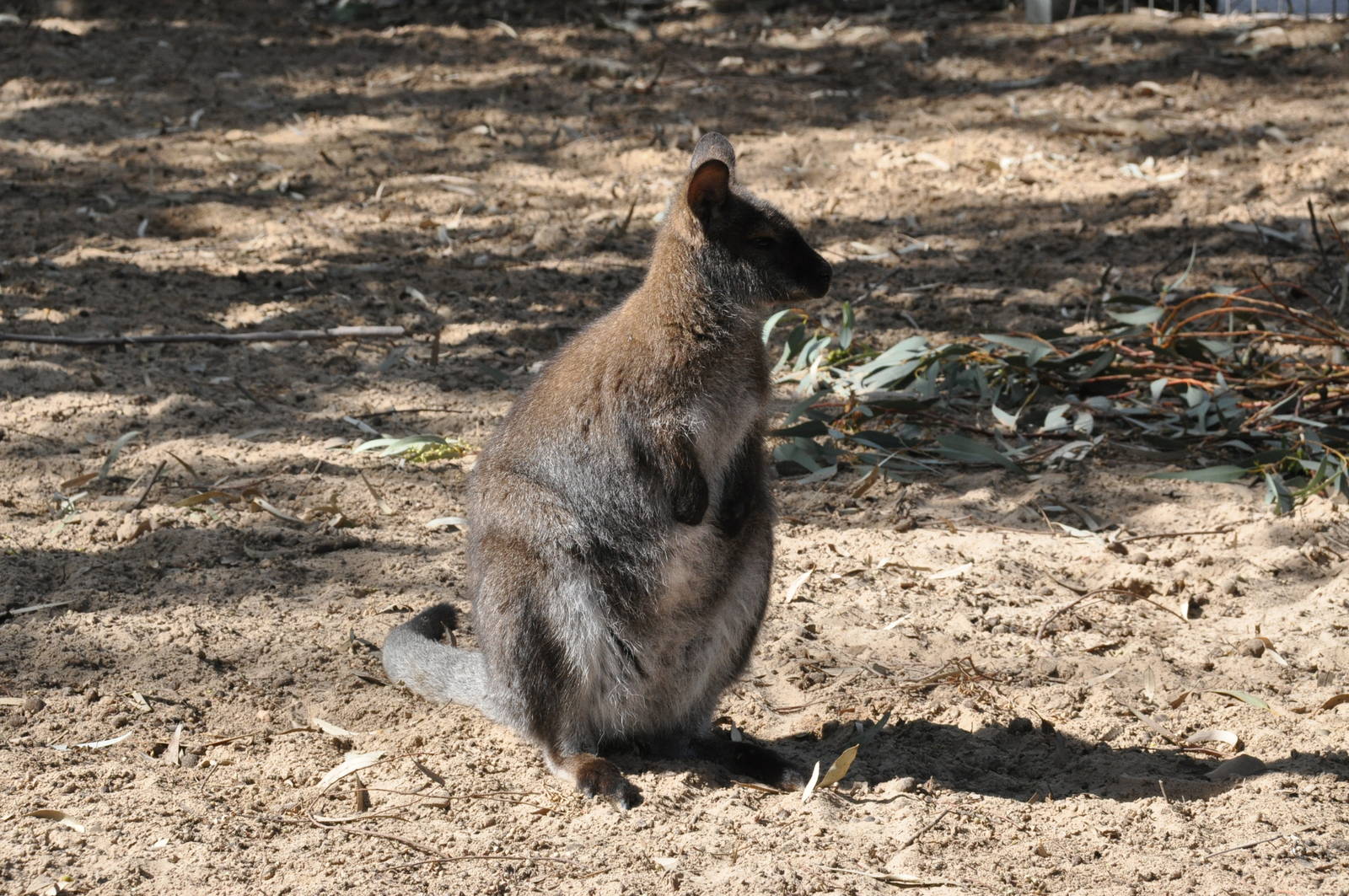Red-necked wallaby/ Macropus rufogriseus fruticus
