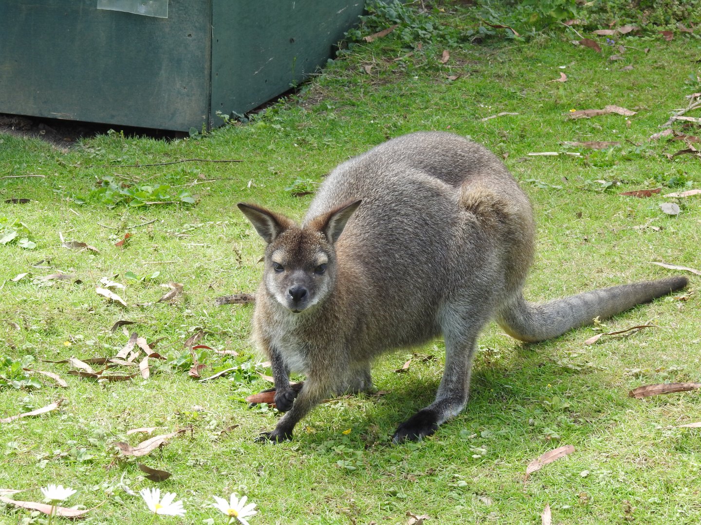 Red-Necked Wallaby (Macropus rufogriseus rufogriseus)