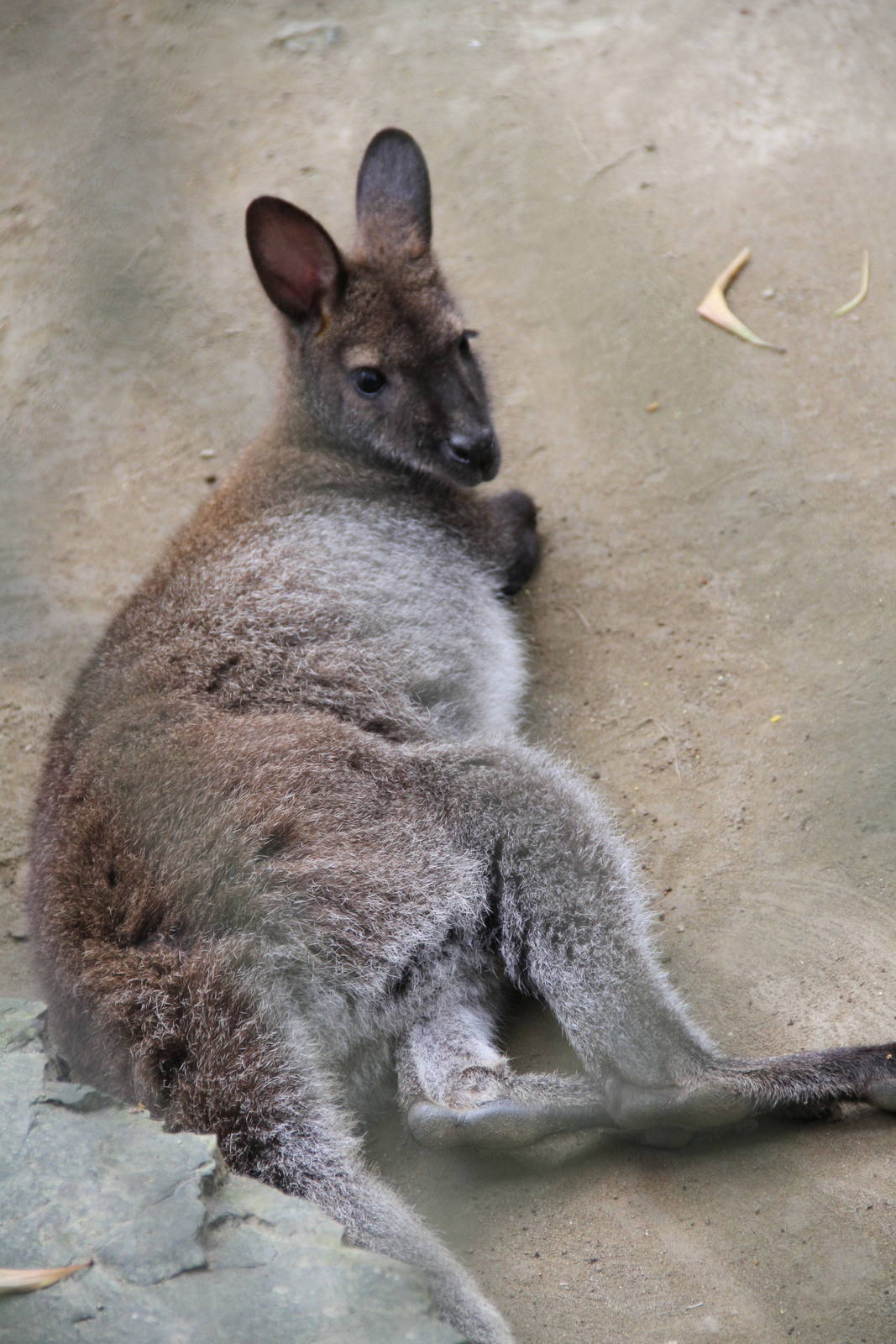 Red-necked Wallaby (Macropus rufogriseus)
