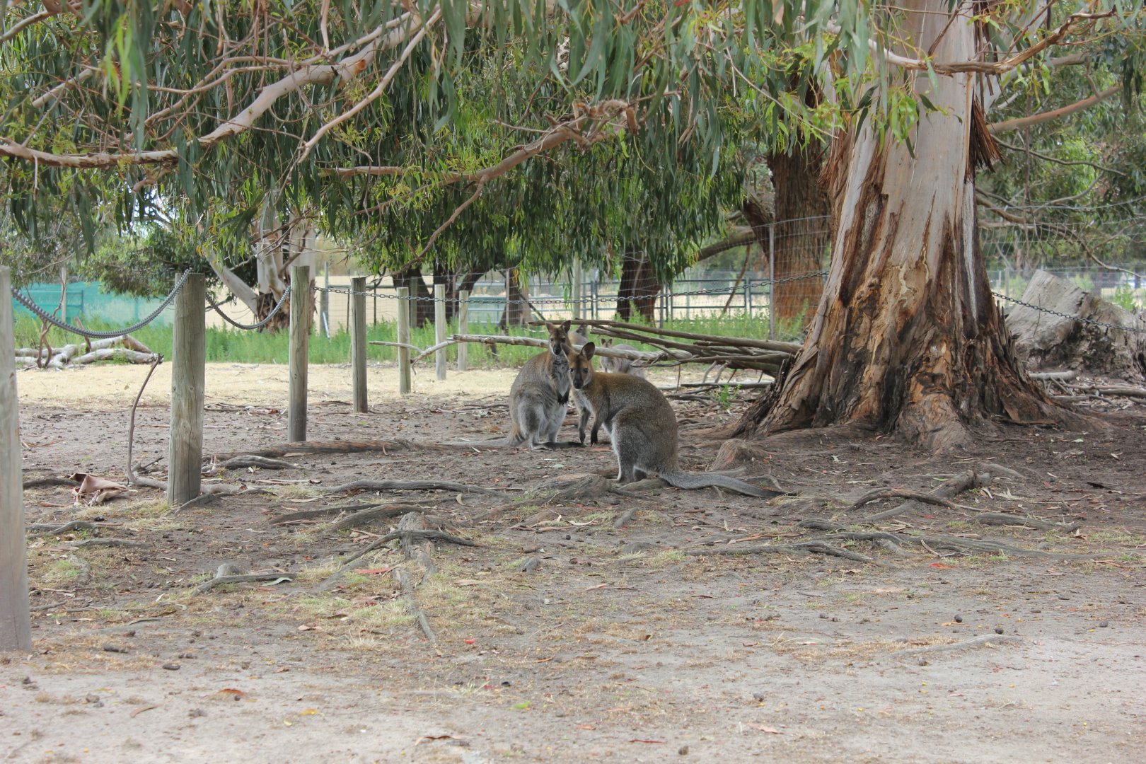 Red-necked Wallaby (Macropus rufogriseus)