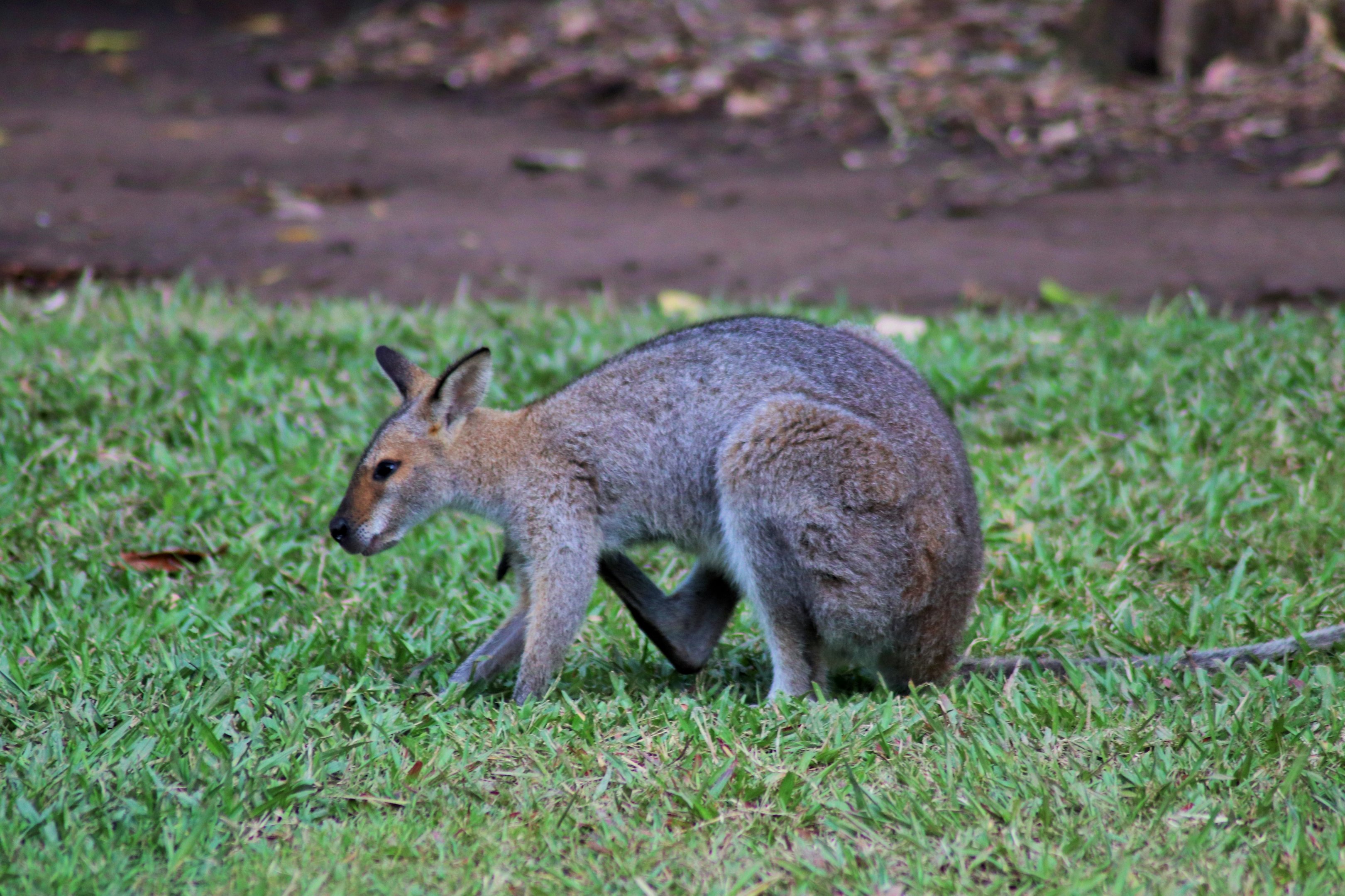 Red-necked Wallaby (Macropus rufogriseus)