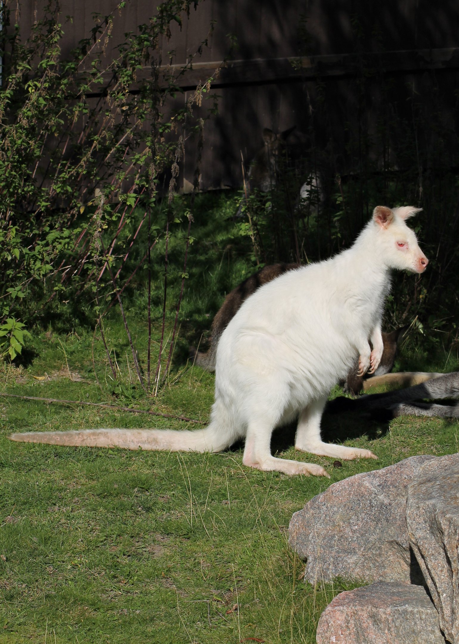 Red-necked wallaby (Macropus rufogriseus)