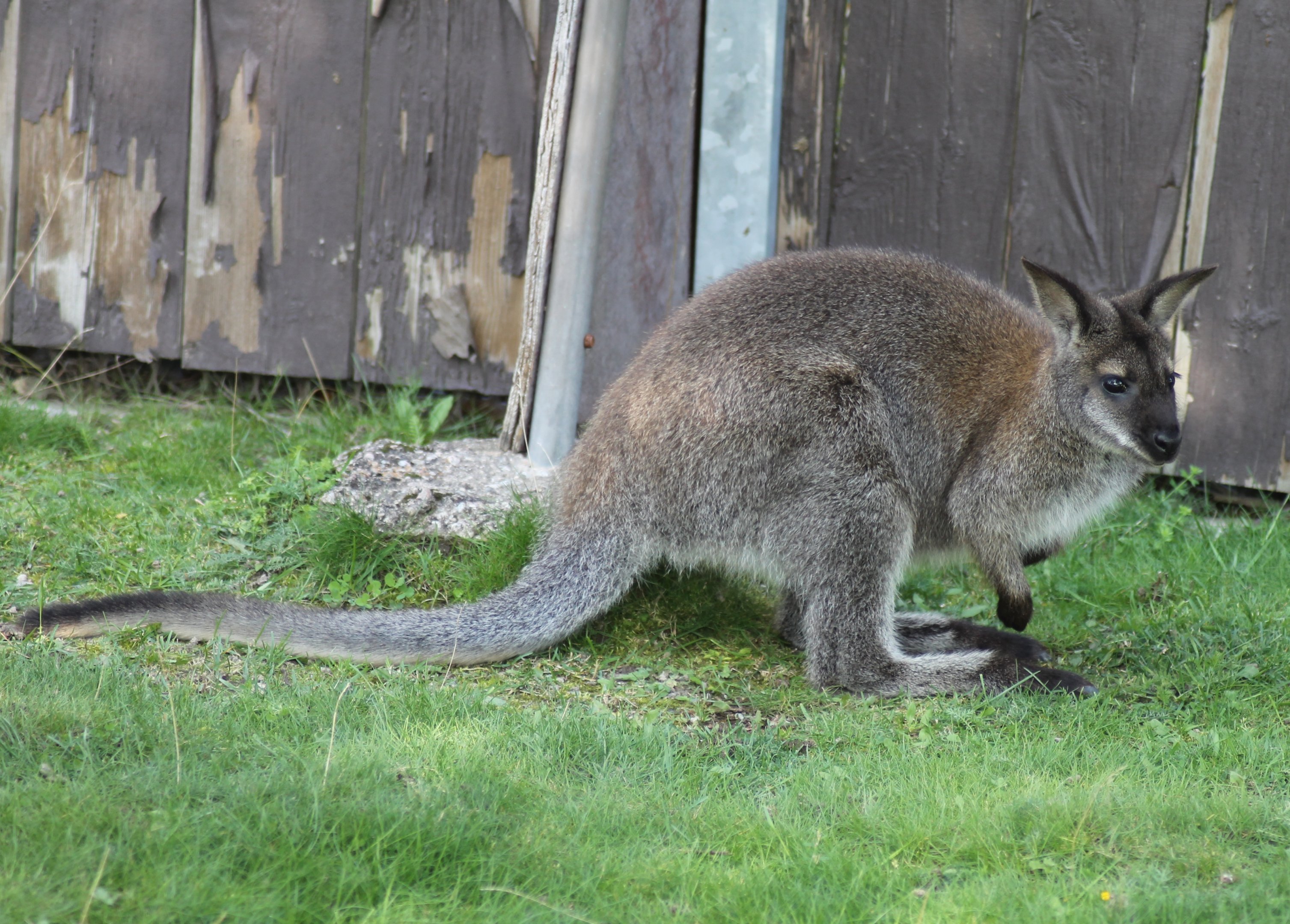 Red-necked wallaby (Macropus rufogriseus)