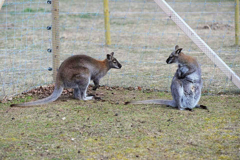 Red-necked wallaby (Macropus rufogriseus)