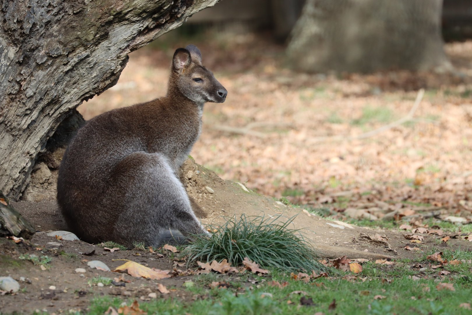Red-necked wallaby (Macropus rufogriseus)