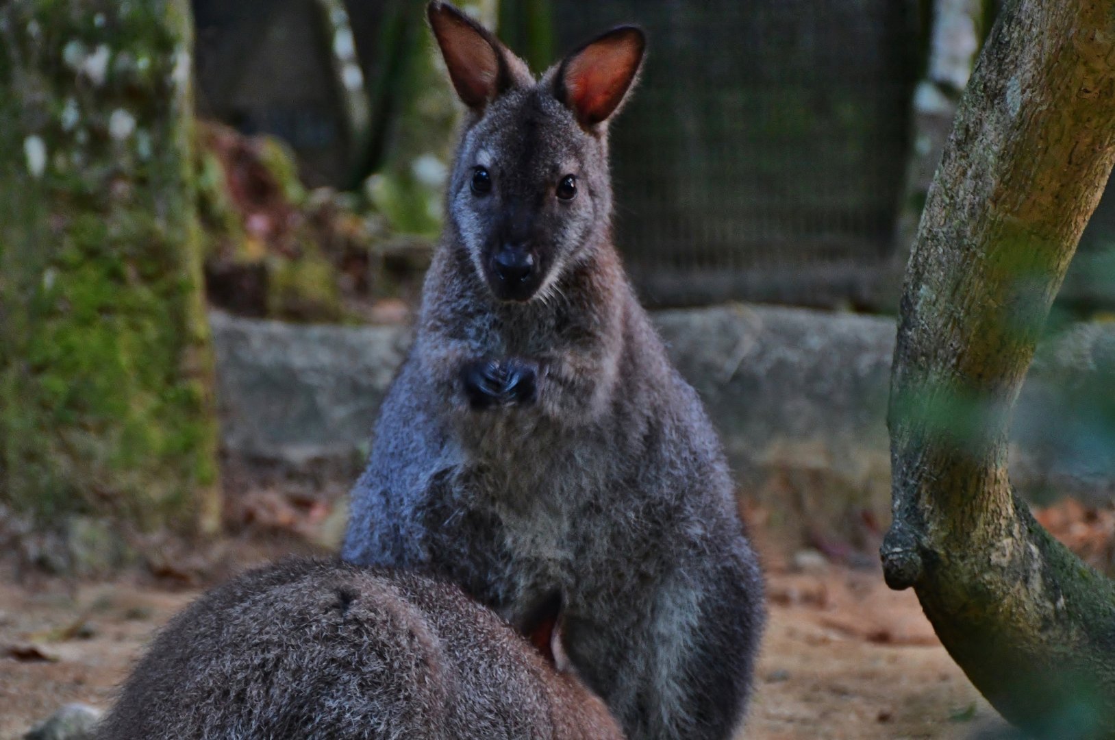 Red-necked Wallaby (Macropus rufogriseus)