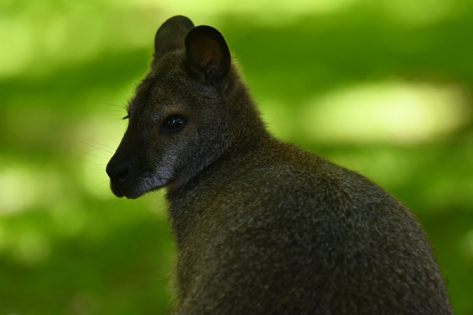 Red-necked wallaby (Macropus rufogriseus)