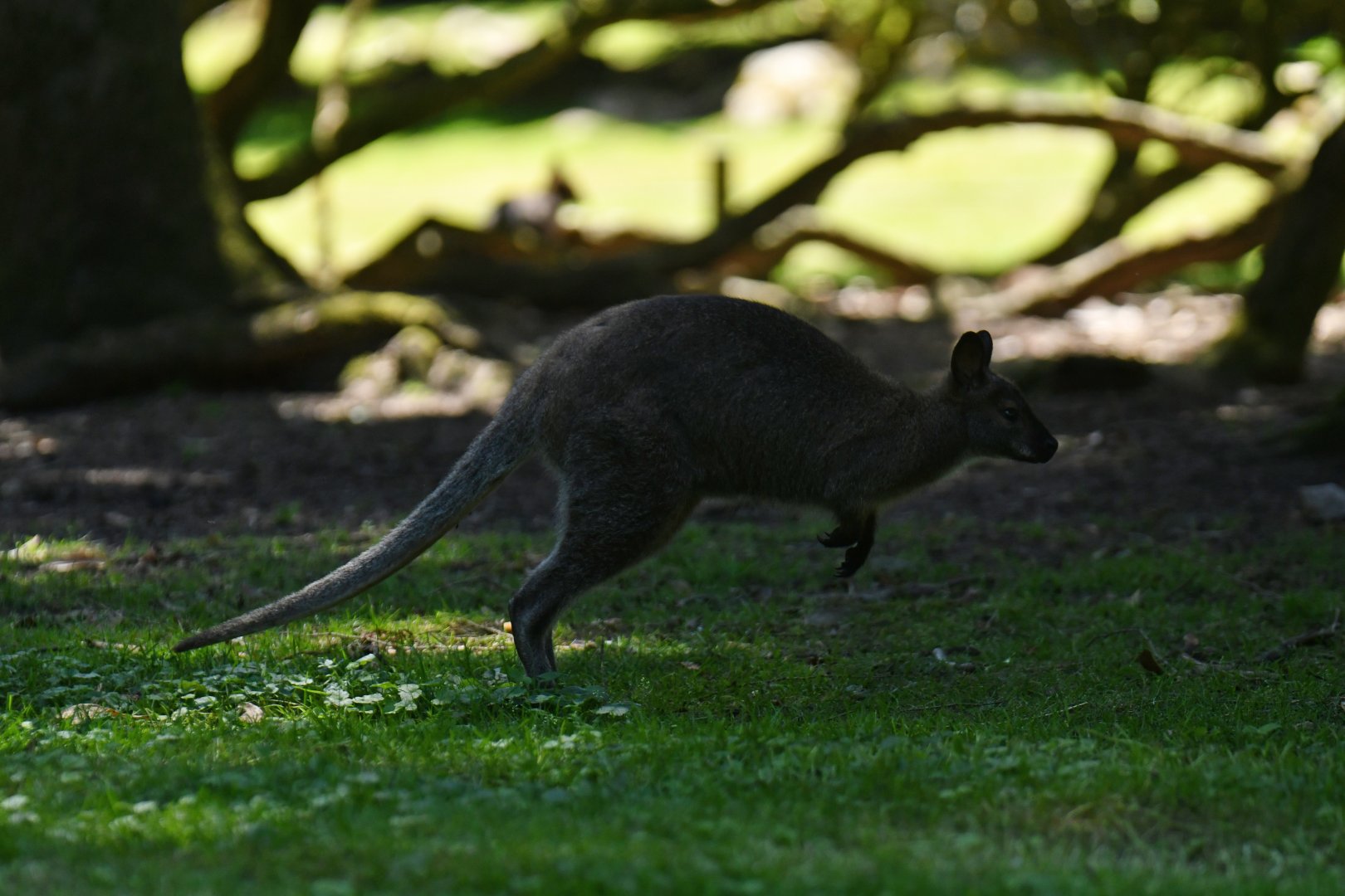 Red-necked wallaby (Macropus rufogriseus)