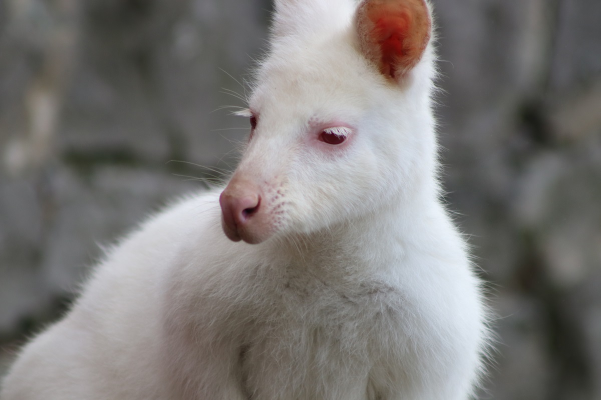 Red-necked Wallaby (Macropus rufogriseus)