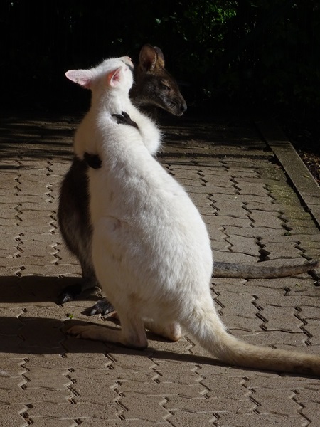 Red-necked wallaby (Macropus rufogriseus)