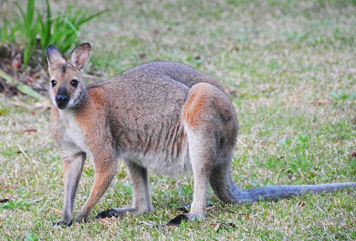 Red-necked wallaby-male