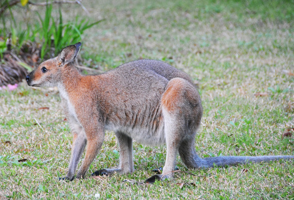 Red-necked wallaby - male