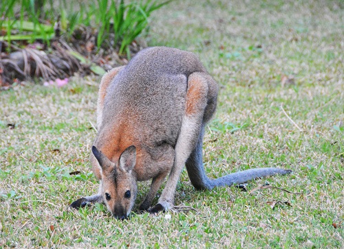 Red-necked wallaby - male