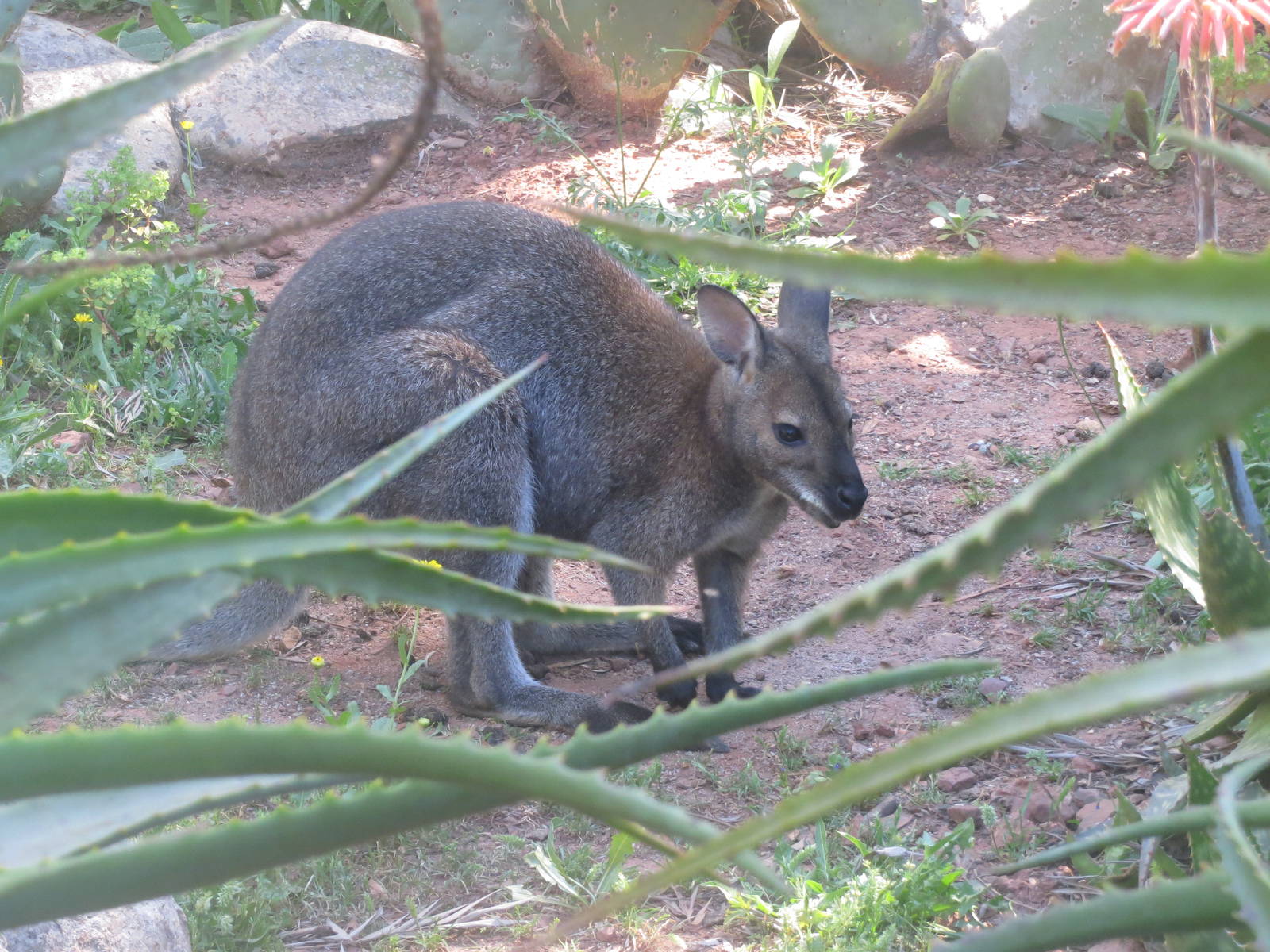 Red-necked Wallaby May 2014