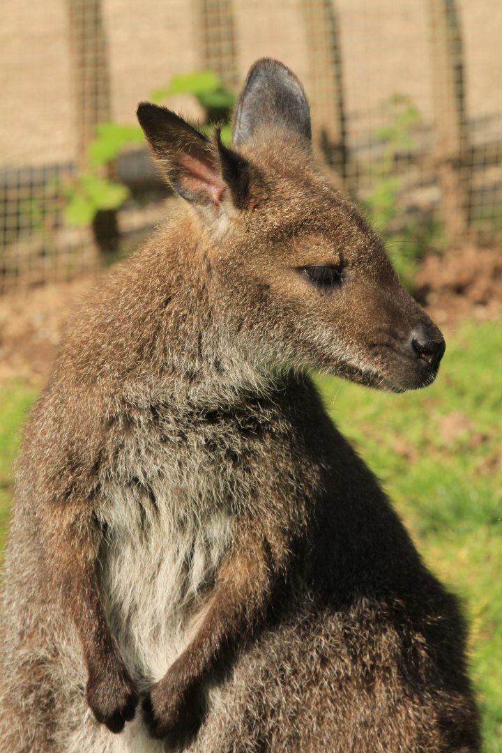 Red-necked wallaby (May 2018)