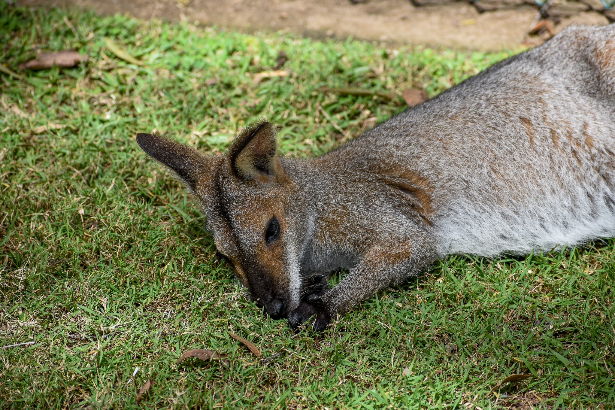 Red-necked Wallaby, N. r. banksianus