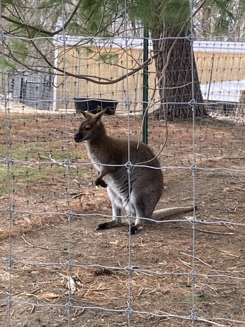 Red Necked Wallaby (new this year)