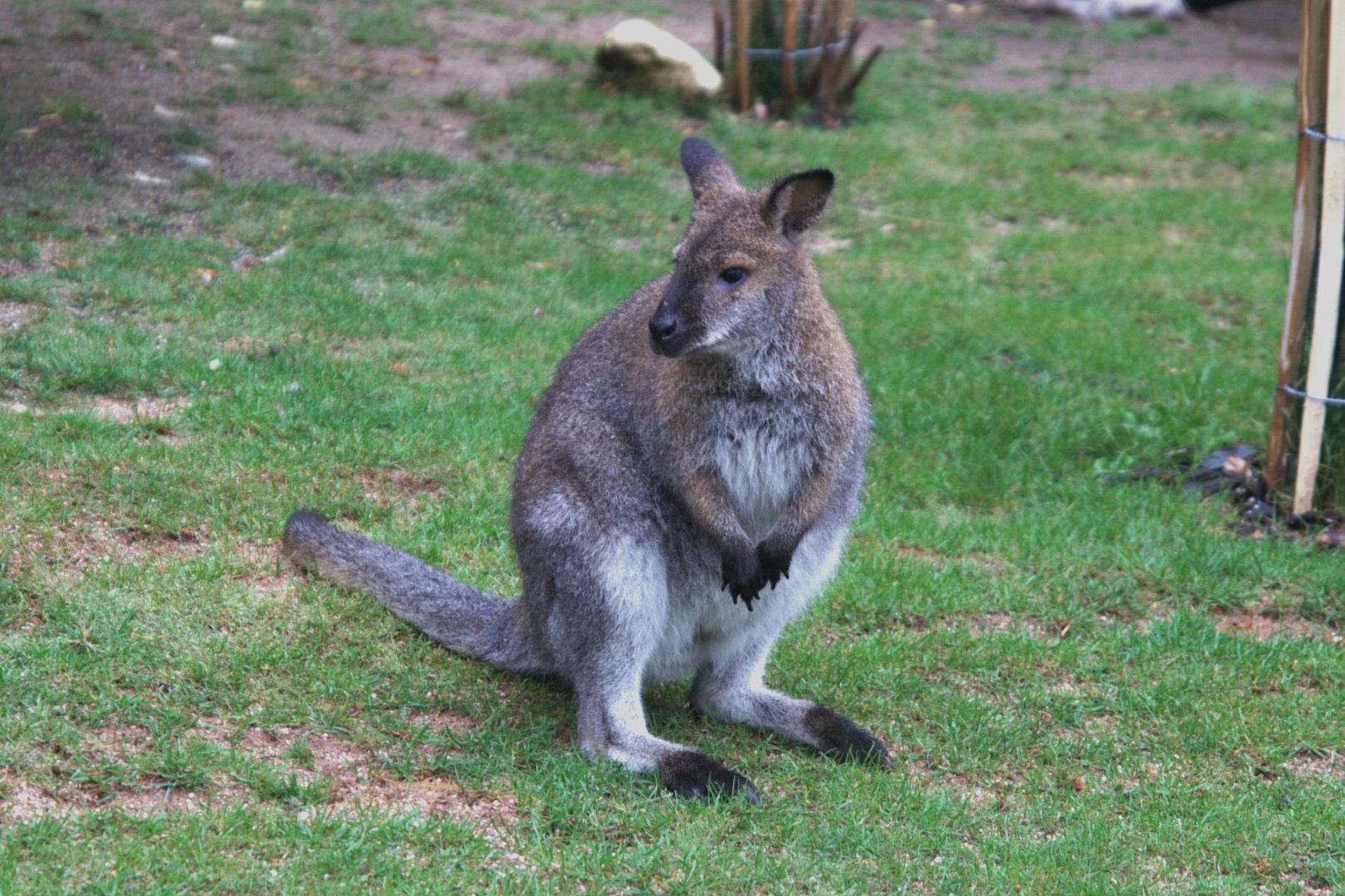 Red-necked Wallaby (Notamacropus rufogriseus), 10-09-25