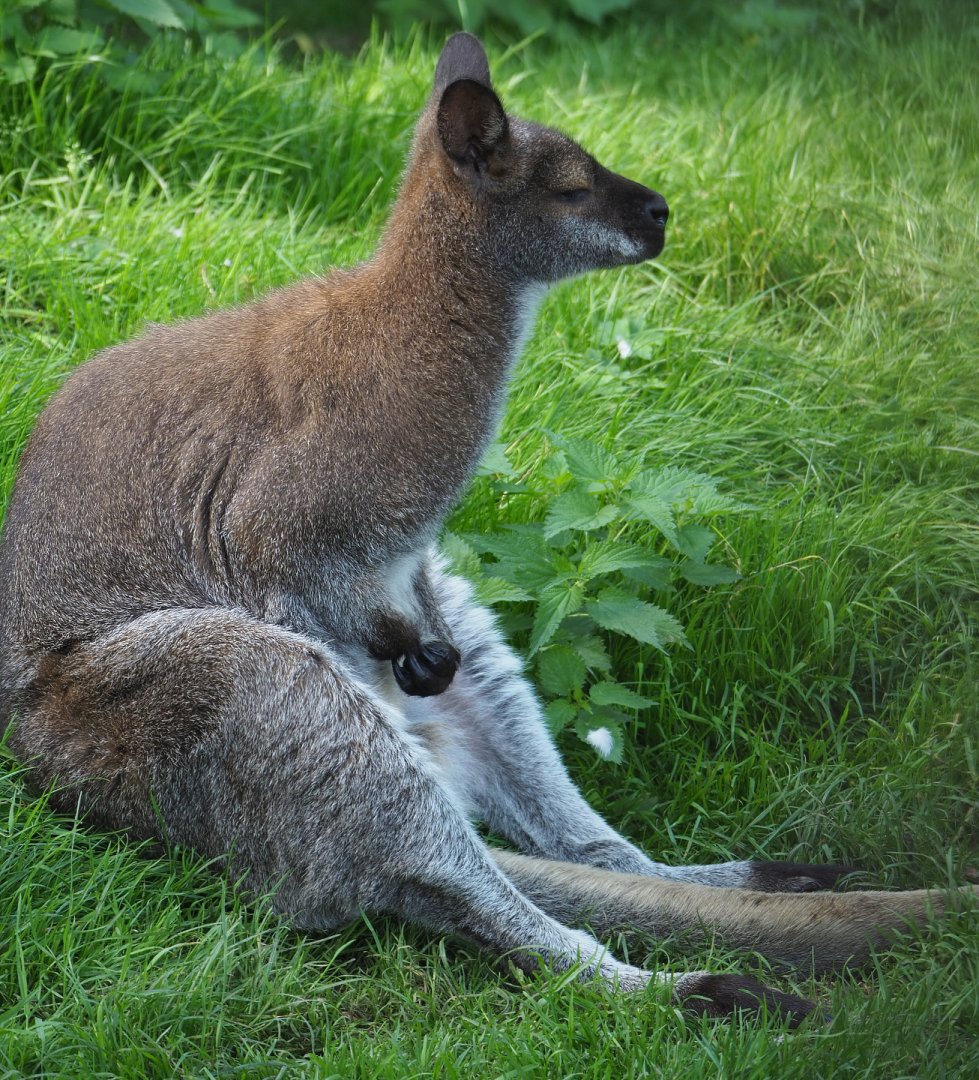 Red-necked wallaby (Notamacropus rufogriseus), 2020-09-12