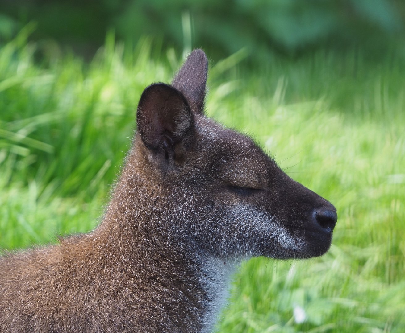 Red-necked wallaby (Notamacropus rufogriseus), 2020-09-12
