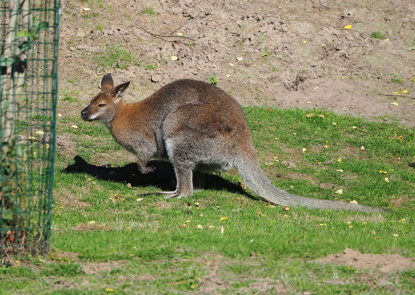 Red-necked wallaby (Notamacropus rufogriseus), 2022-10-09