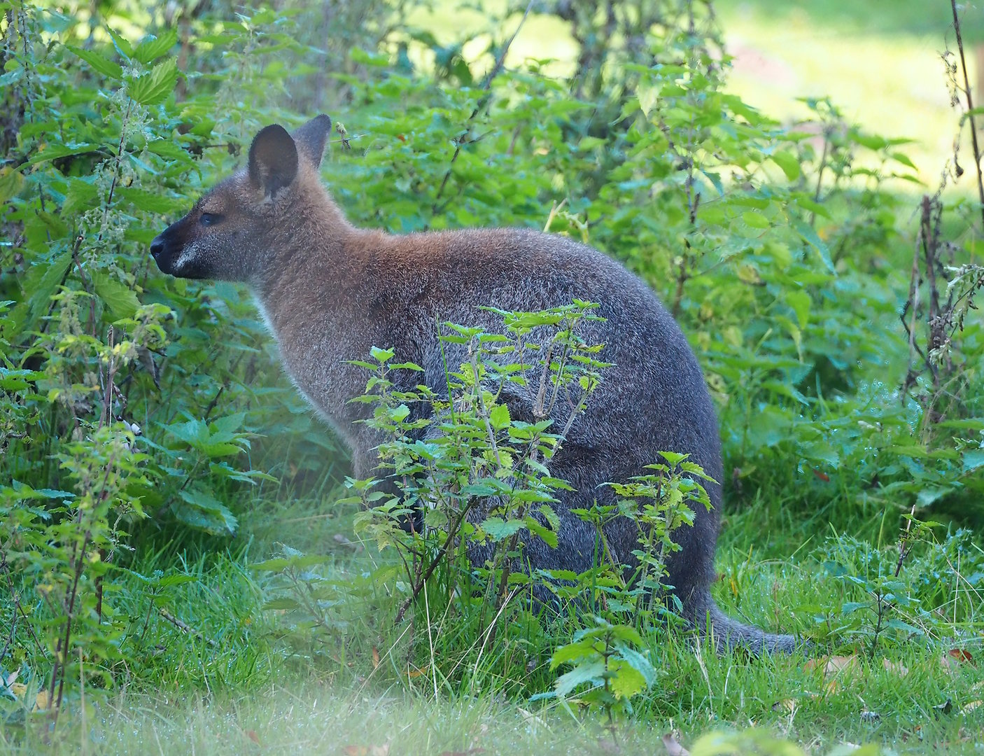 Red-necked wallaby (Notamacropus rufogriseus), 2022-10-09