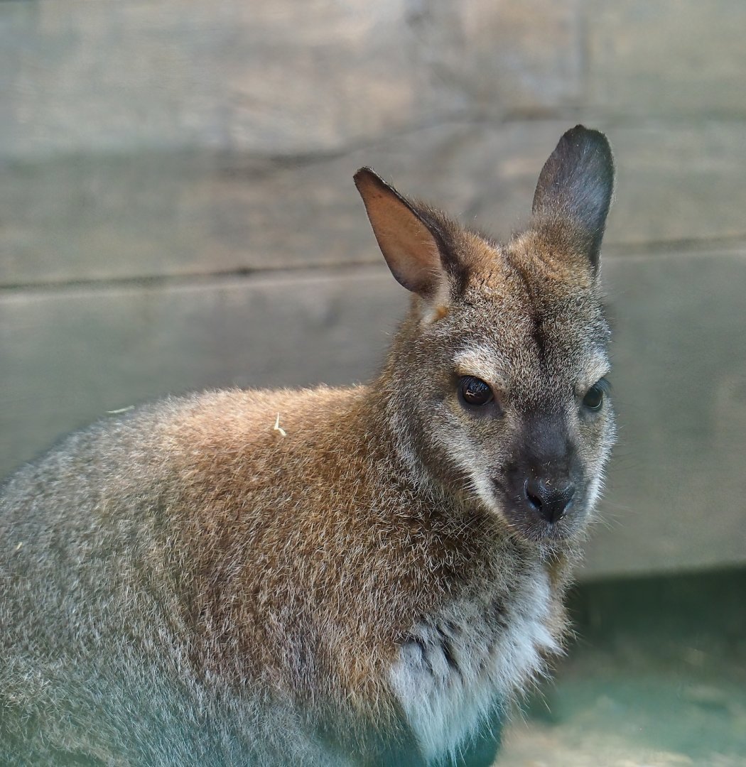 Red-necked wallaby (Notamacropus rufogriseus), 2023-06-24