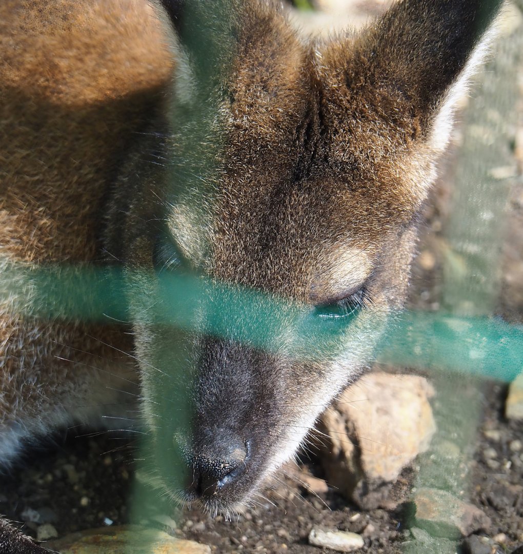 Red-necked wallaby (Notamacropus rufogriseus), 2023-06-24