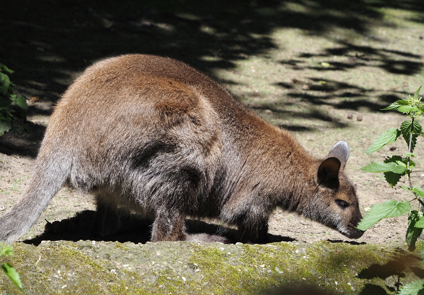 Red-necked wallaby (Notamacropus rufogriseus), 2024-06-08