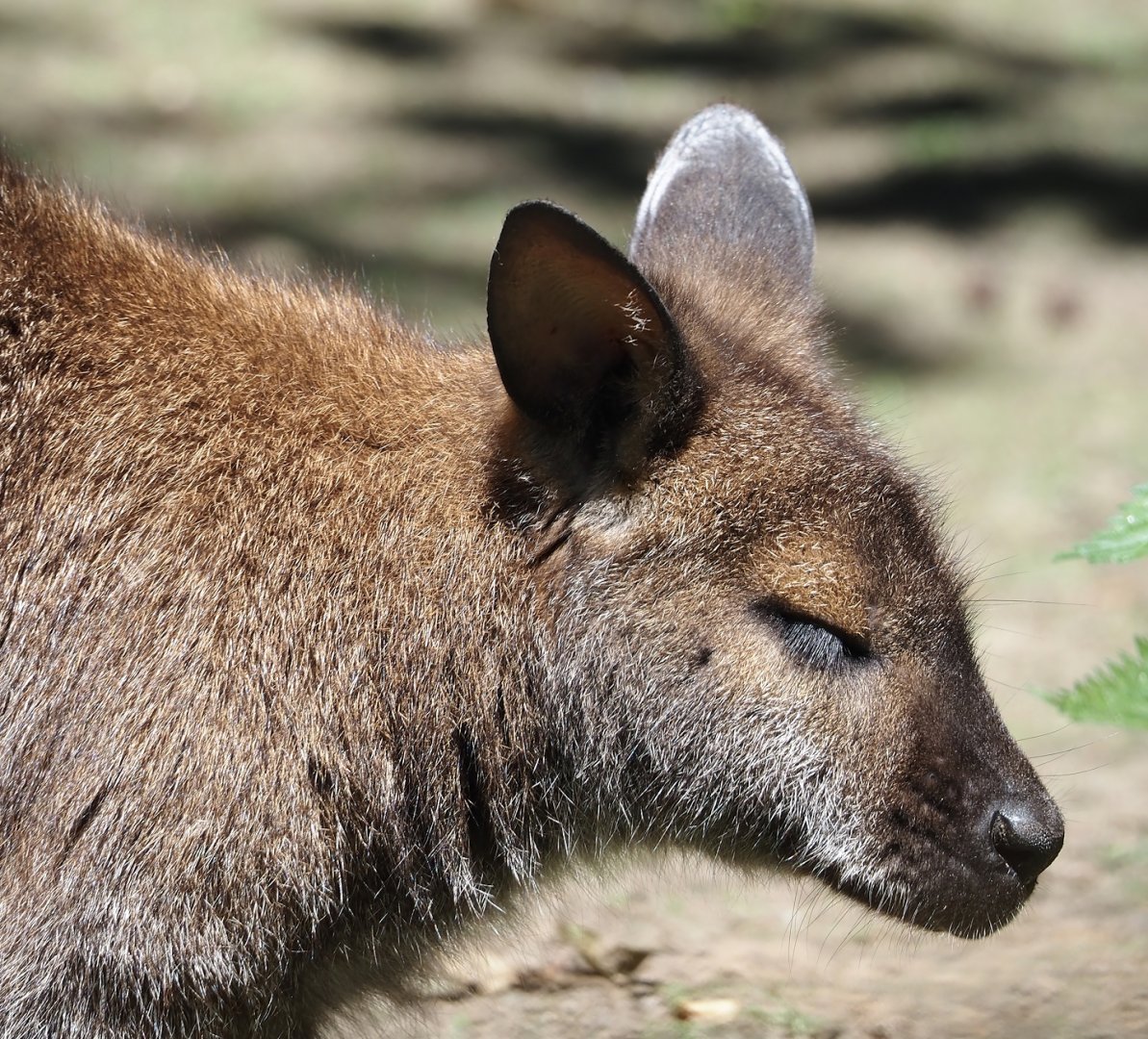 Red-necked wallaby (Notamacropus rufogriseus), 2024-06-08