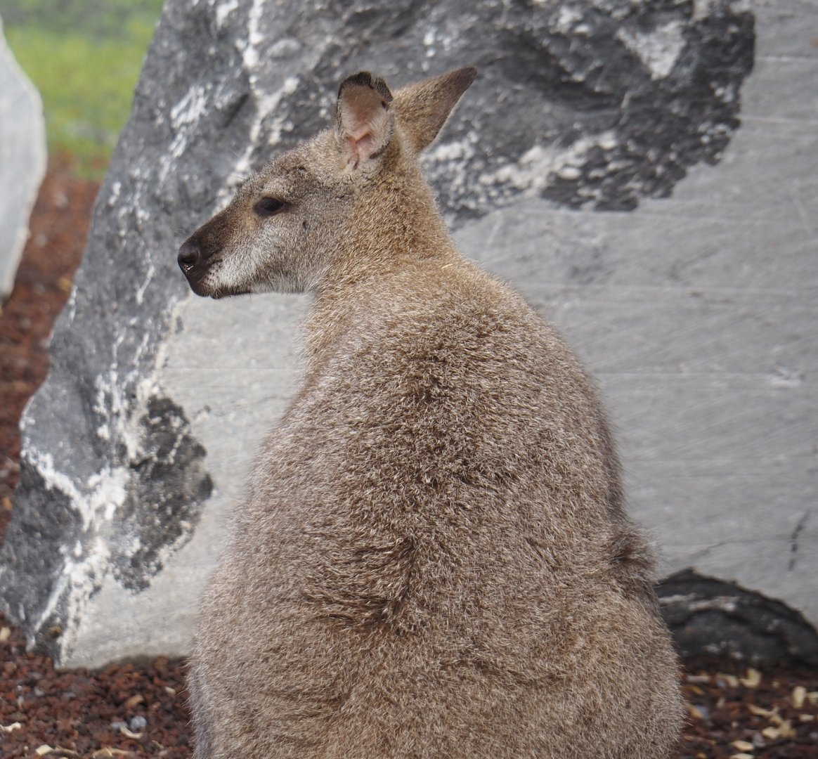 Red-necked wallaby (Notamacropus rufogriseus), 2024-09-17