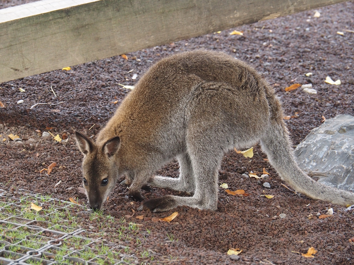 Red-necked wallaby (Notamacropus rufogriseus), 2024-09-17