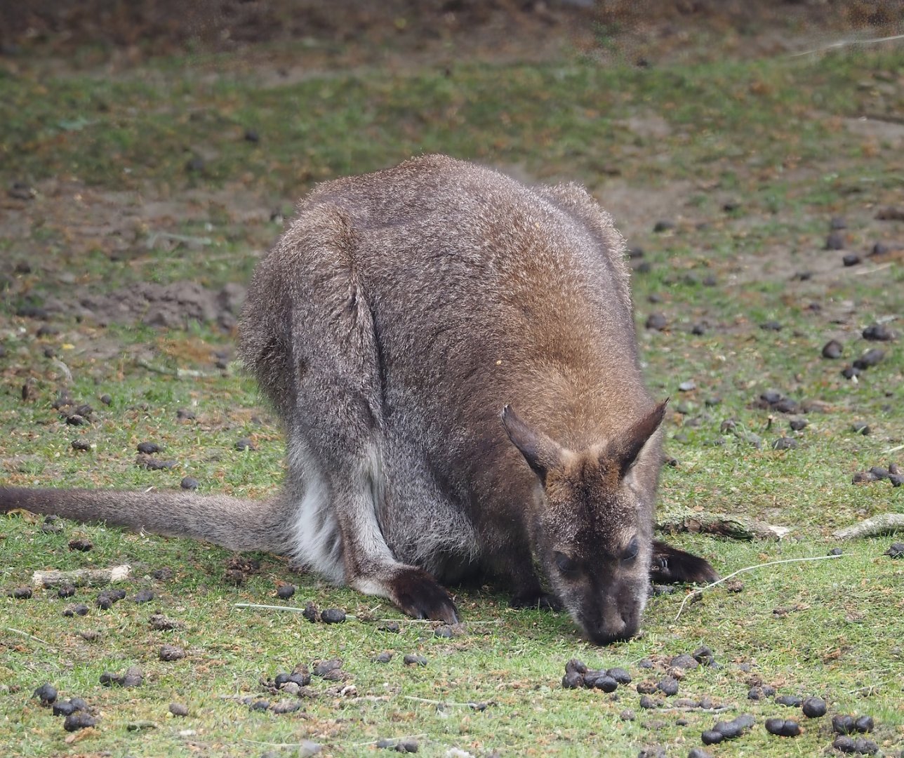 Red-necked wallaby (Notamacropus rufogriseus), 2025-05-22