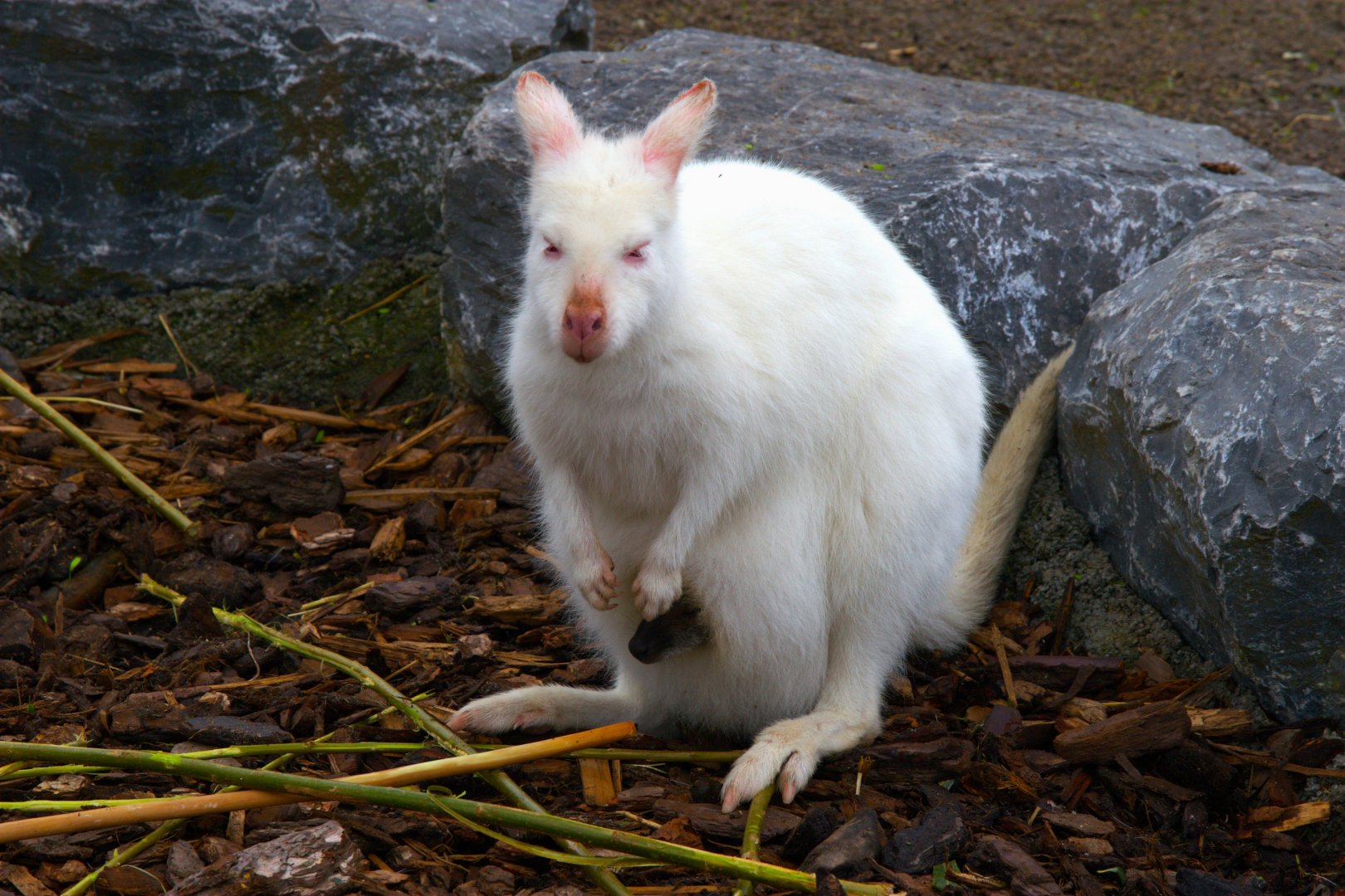 Red-necked Wallaby (Notamacropus rufogriseus), 24-04-25