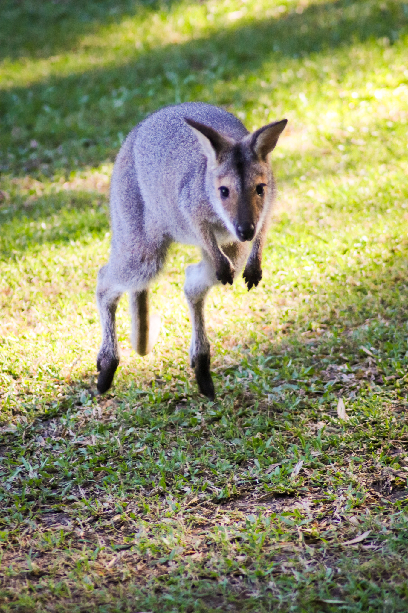Red-necked Wallaby (Notamacropus rufogriseus banksianus)