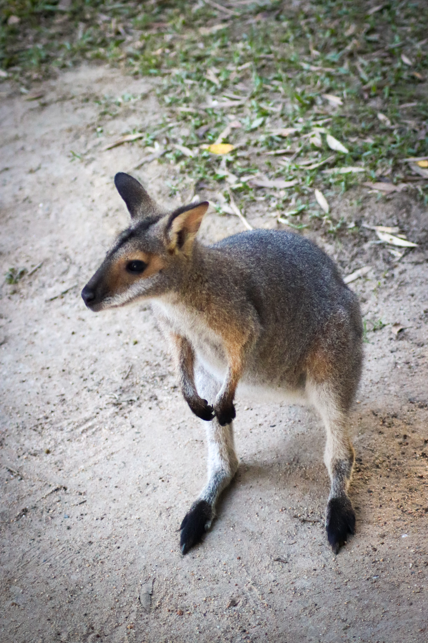 Red-necked Wallaby (Notamacropus rufogriseus banksianus)