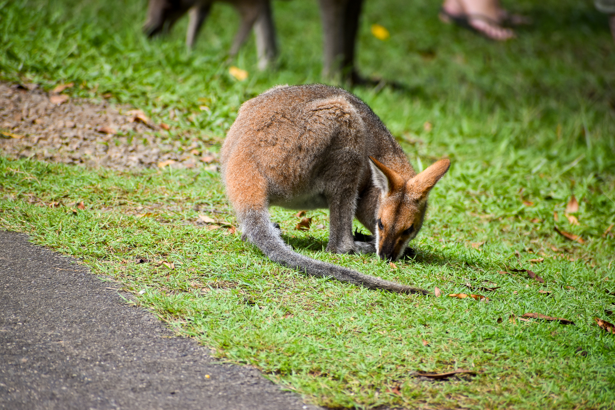 Red-necked Wallaby (Notamacropus rufogriseus banksianus)