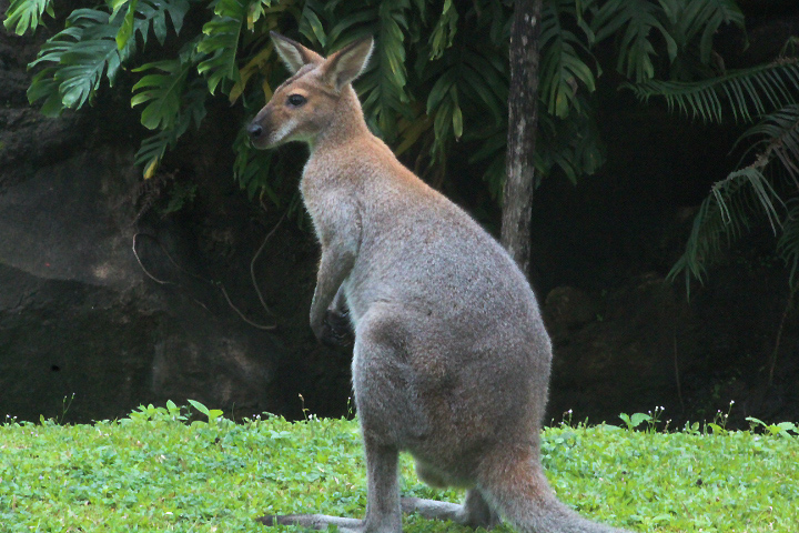 Red-necked wallaby (Notamacropus rufogriseus banksianus)