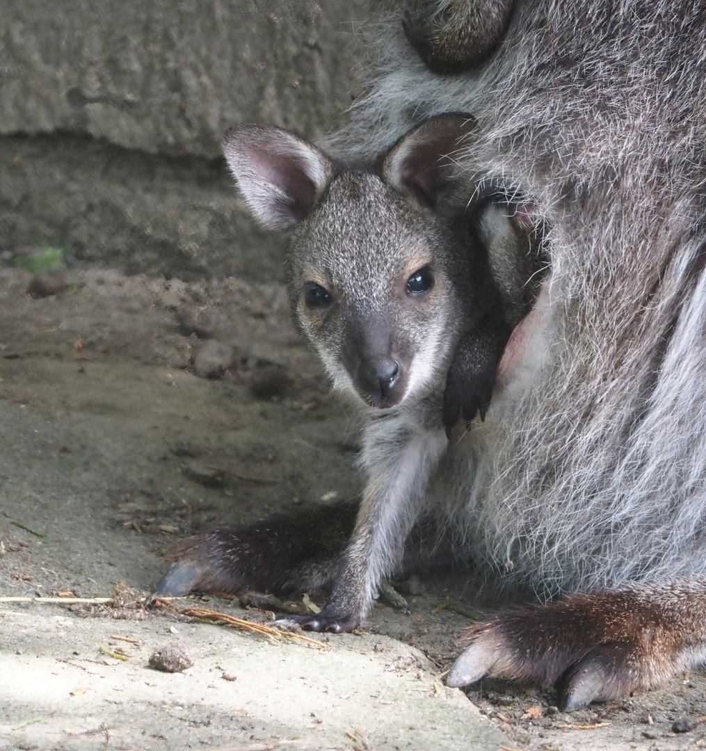 Red-necked wallaby (Notamacropus rufogriseus) joey, 2024-05-11