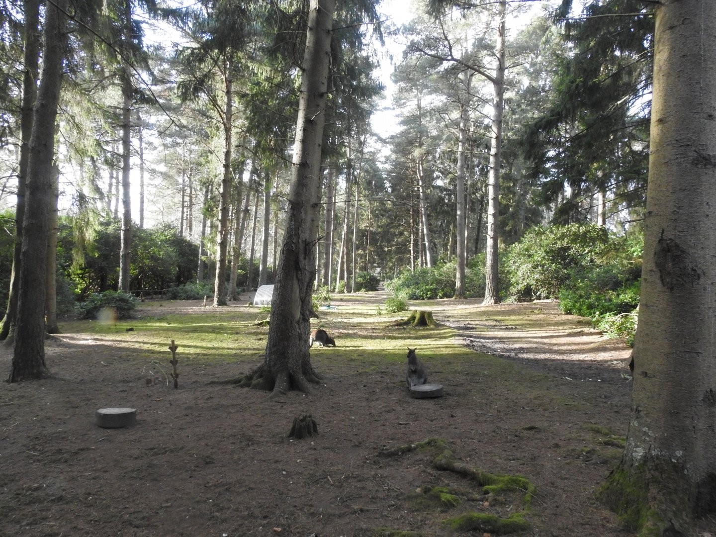 Red-Necked Wallaby (Notamacropus rufogriseus) Walkthrough