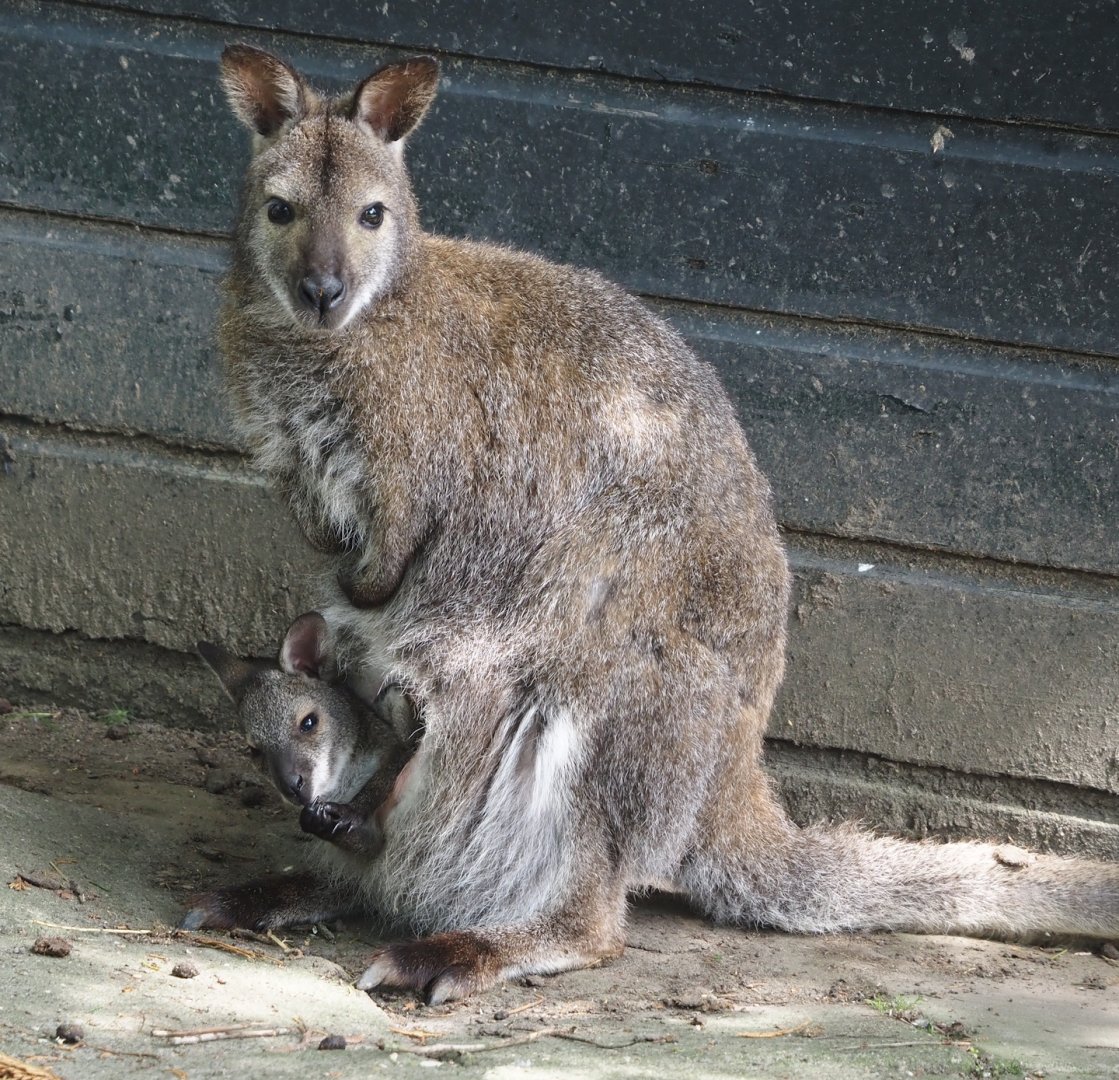 Red-necked wallaby (Notamacropus rufogriseus) with joey, 2024-05-11