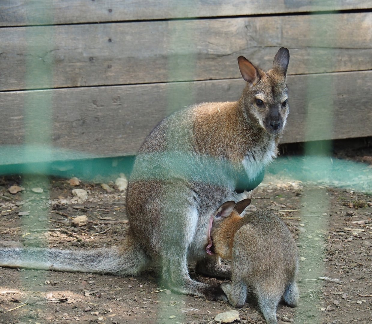 Red-necked wallaby (Notamacropus rufogriseus) with older joey, 2023-06-24